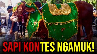 SAPI KONTES NGAMUK MASSAL 🔥❗KONTES SAPI SITUBONDO 2023