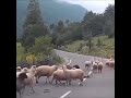 ماعز يضرب الرجل بقوه