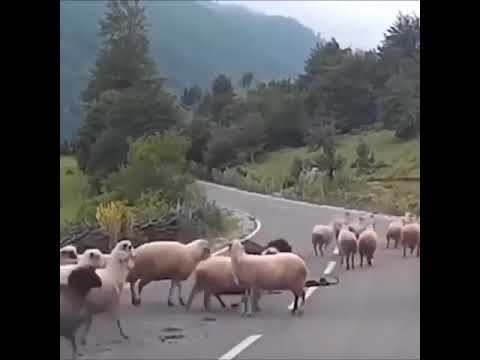 ماعز يضرب الرجل بقوه