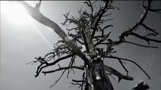 Bray Wyatt Entrance Video 2015 (3rd Intro & Exit Effect)