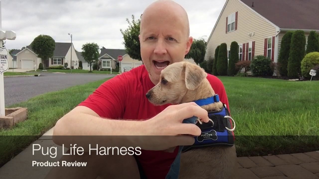 the pug life harness