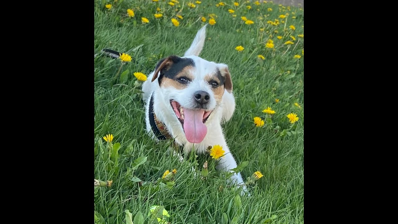 Zorro omistajan silmin