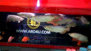 VID 20111103 00912