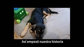 ¿Cómo programar un perro News
