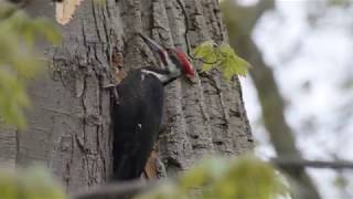 Pileated Woodpecker- Pecking Tree to make a nest