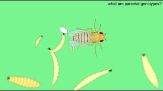 Scarlet Apterous Cross In Drosophila 2