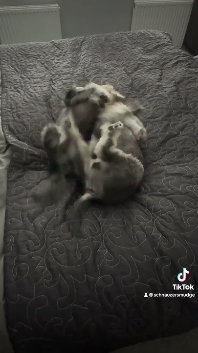 mini-schnauzer-post-bath-scrap-youtube