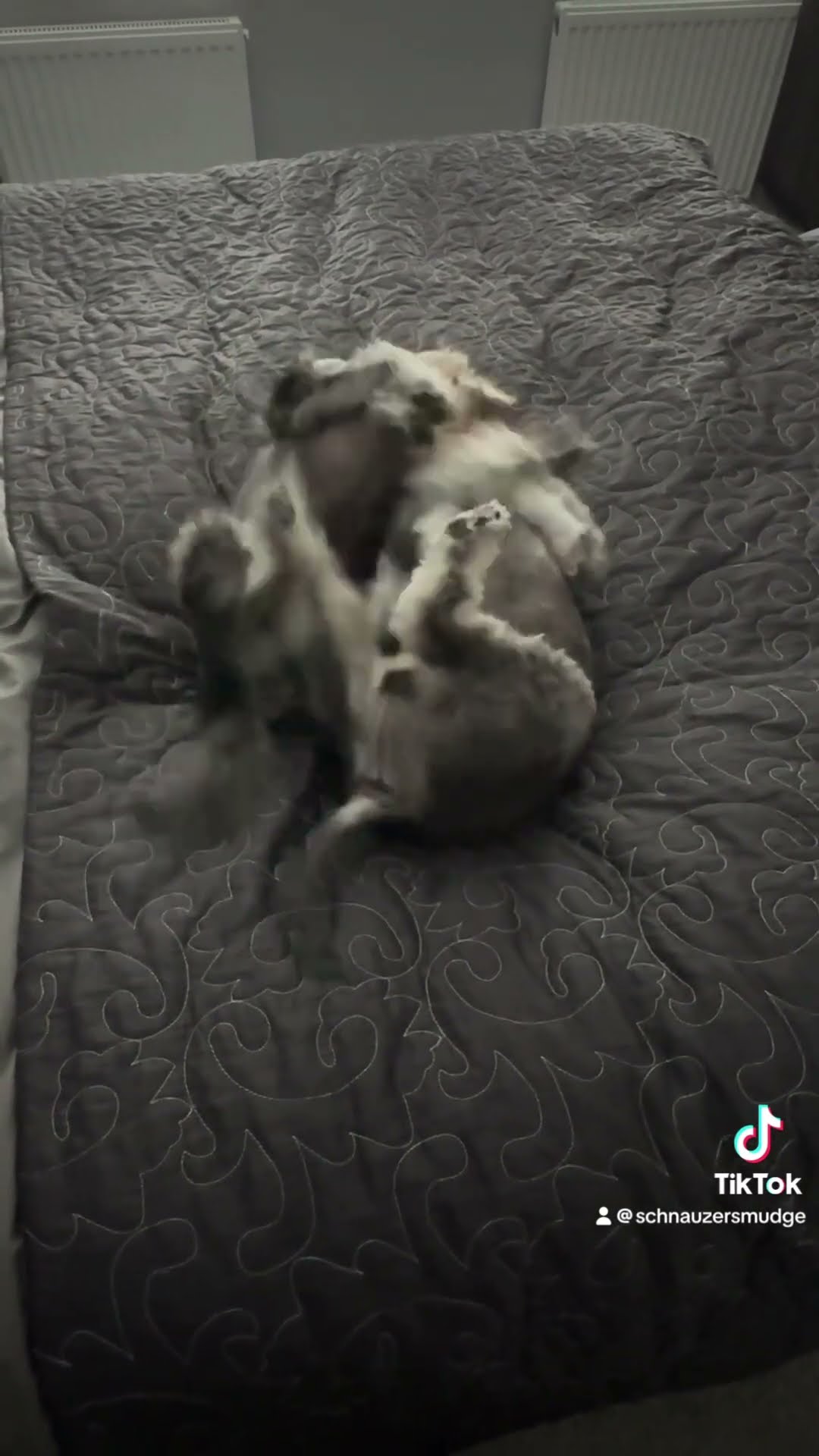 Mini Schnauzer Post Bath Scrap YouTube Mini Schnauzer Post Bath Scrap YouTube