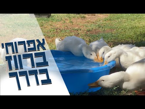 סבב הדגרה ראשון של ברווזי פקין מתחיל ובקרוב יהיו לנו אפרוחים