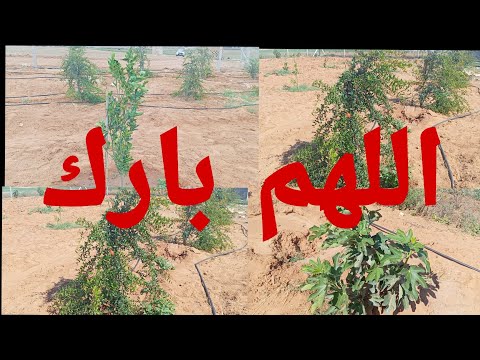 فين وصلة جردة تبارك الرحمن كلشي مزيان 