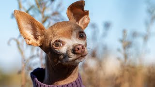 Our Foster Dog Escaped by Chihuahua Porter 7,130 views 10 months ago 3 minutes, 52 seconds