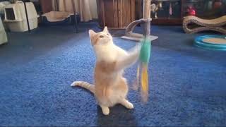 Cat Playing with Its Favorite Toy