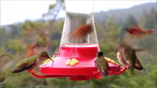 Download Lagu hummings  bird feeding close up video MP3
