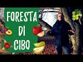 Food Forest: ecco cos'è una foresta commestibile