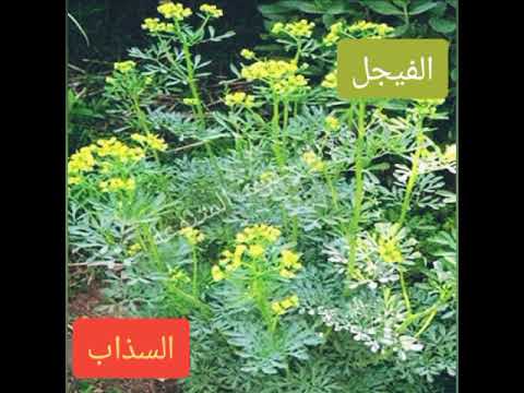 اضرار نبتة الفيجل السذاب