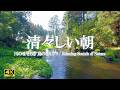 清々しい朝｜ストレス緩和、リラックス、ヨガ｜【4K Nature Sounds】