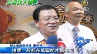 新北市百斤大南瓜比賽 淡水登場