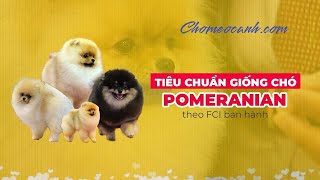 Tiêu chuẩn chó Pomeranian thuần chủng FCI | Hình ảnh Phốc sóc mini siêu cute đẹp, dễ thương