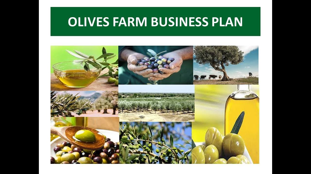 olive farming business plan