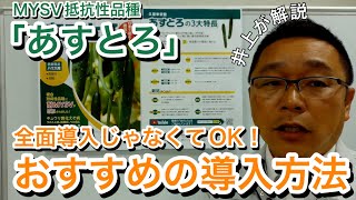 MYSV抵抗性品種“あすとろ”を営業マン井上が語る
