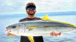 Chasing Yellowtail with SURFACE IRONS (San Clemente Island)