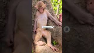 Funny Monkey Gifs That'll Make You Laugh Out Loud