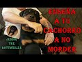 ENSEÑA A TU CACHORRO A NO MORDER "JUNIOR THE ROTTWEILER"