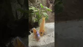 Aulonocara Marmelade Cad Balzt Mit Aulonocara Firefish.