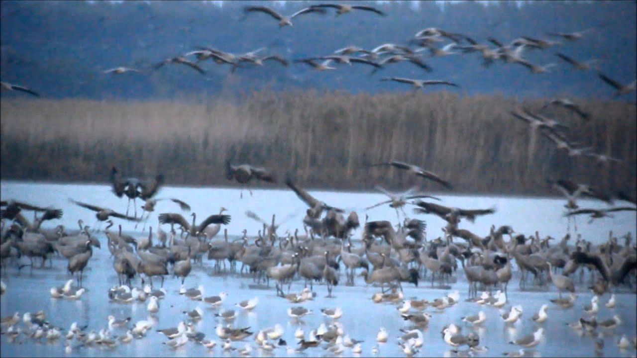 bird app Massive Crane roost in the Hortobagy