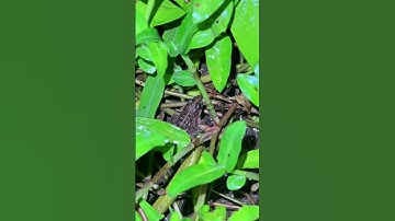 Catch funny frogs | Try not to laugh, Catching toad fun #shorts #funny #frog #toad #viralvideo