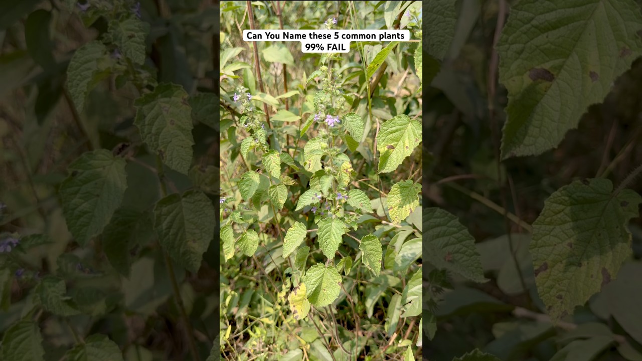 You See these Everyday But Can’t Name Them! 