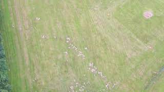 MJX Bugs 16 pro drohne testflight 1, 4k@30fps