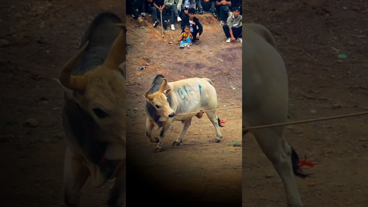 Horns of Honor: Stories from Asia’s Bull Arenas"