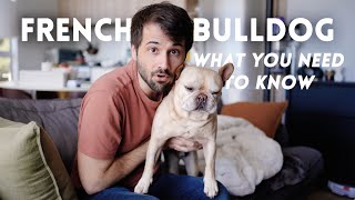 French Bulldog 101: The Pros and Cons of Owning One  TIPS I learned after 5 years