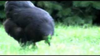 Deadmau5 &amp; Wolfgang Gartner - Animal Rights MUSIC VIDEO