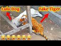 Fake Tiger VS Dog Reaction Prank Video Part 5 || TRY NOT TO LAUGH CHALLENGE || HR Dhamaka Fun