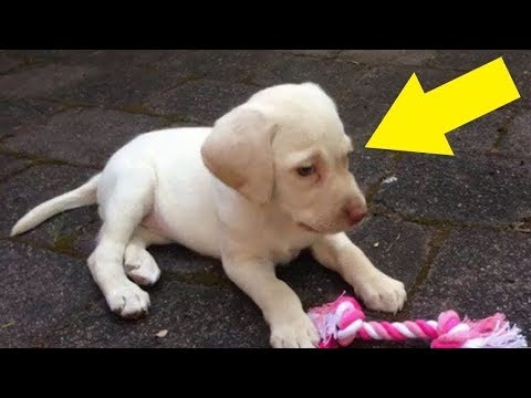 einbrecher-klauen-den-hund-der-familie-und-entdecken-dabei-ein-geheimnis