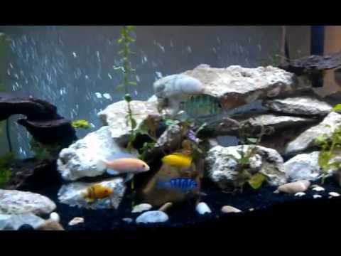budget build 75 gallon african cichlid tank - YouTube