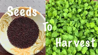 Download Lagu How To Grow Mustard Greens In Container At Home Garden (Seeds To Harvest ) MP3