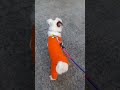 Jrt Toto ep. 026
