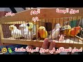 اسعار العصافير في سوق الجمعة السيدة عائشة واخبار لم العصافير اليوم ارتفاع أسعار بعض أنواع العصافير