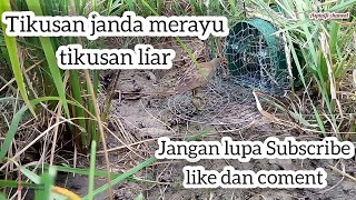 Terpikat rayuan tikusan betina,tikusan jantan merintih tiada ampun