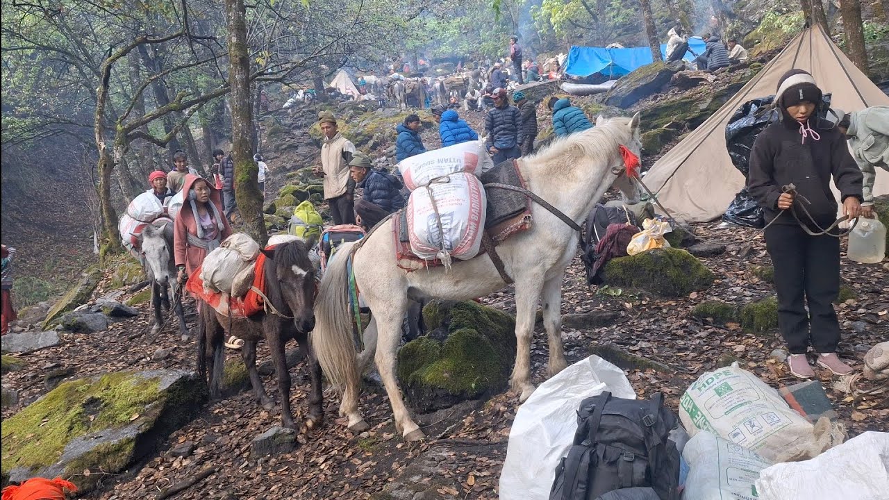 A crowd of Nepali people flocked to Dolpa to search for Yarsagumba EP-2