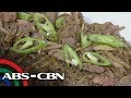 UKG: Ginataang Puso ng Saging recipe