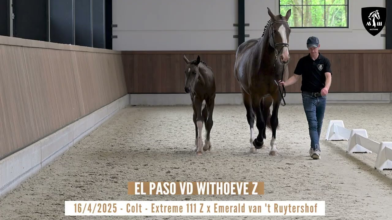 Nr 4 - EL PASO VD WITHOEVE Z - Picture perfect colt by rising star Extreme 111 Z!