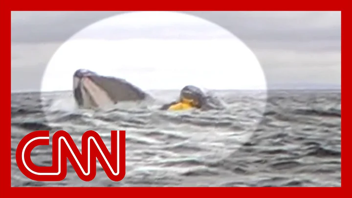 Kayaker describes being swallowed and spit out by whale