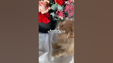 #سورة الكهف #يوم_الجمعة #اللهم_صل_وسلم_على_نبينا_محمد #دعاء_مستجاب #ساعه_استجابه #الله #دعاء