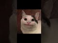 Helloooo !! #meme #video #cats #funny #explore @stvryy_87