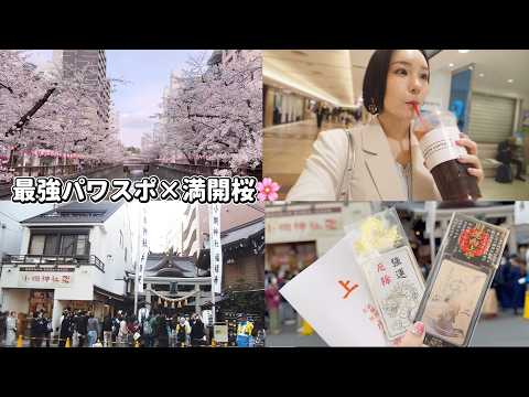 The ultimate power spot shrine for boosting your luck → Cherry blossom viewing in full bloom 🌸 vl...