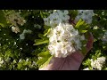 A Hawthorn tree - Dr Sophie Louisa Bennett, Skellingthorpe